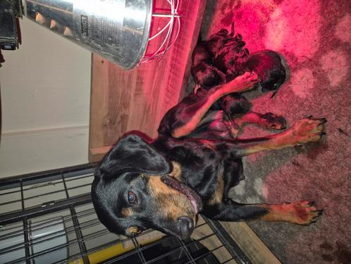 Te koop Alpenländische dachsbracke puppy's, Dieren en Toebehoren, Honden | Beagles, Bassets en Lopende honden, Meerdere dieren