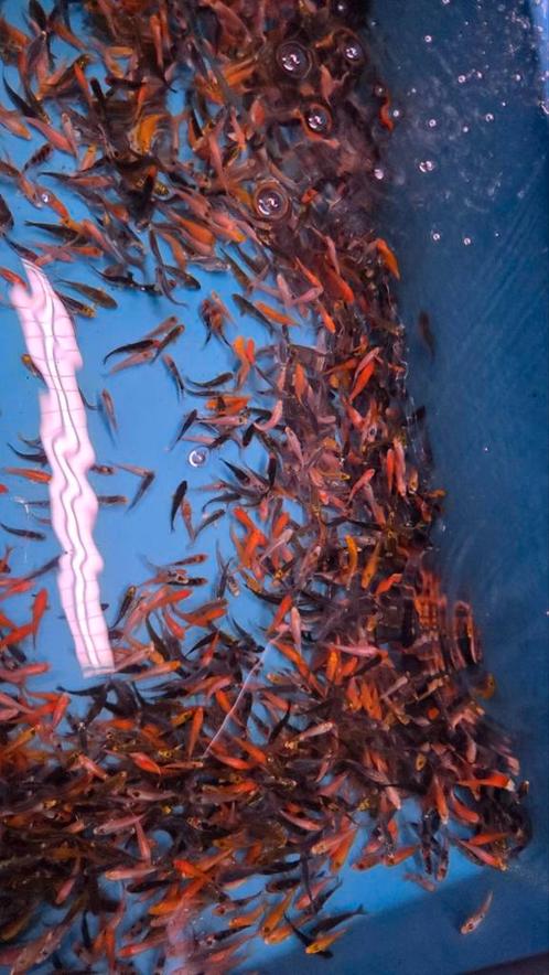 Mooie HQ Babykoi - Baby koi bij Koidreams in Valburg, Dieren en Toebehoren, Vissen | Vijvervissen, Karper of Koi