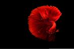 rode Betta, Dieren en Toebehoren, Vissen | Aquariumvissen, Vis, Zoetwatervis