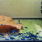 Neocaridina-garnalen in diverse kleuren 20–50% korting, Dieren en Toebehoren, Vissen | Aquariumvissen, Kreeft, Krab of Garnaal