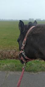 Bijrijder Verzorger aangeboden Heemskerk, Ophalen of Verzenden, Nieuw