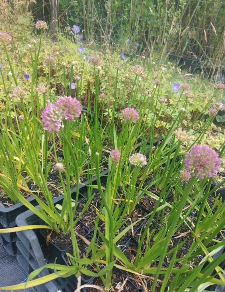 alium Millenium, Volle zon, Vaste plant, Zomer, Ophalen