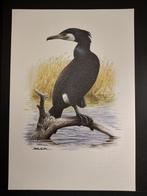 Aalscholver, Verzenden, 1980 tot heden, Zo goed als nieuw, Dier