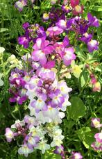 Linaria zaden, Verzenden, Zaad
