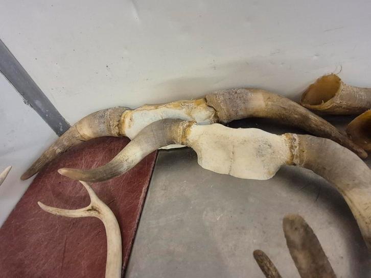 Schedels, Verzamelen, Dierenverzamelingen, Zo goed als nieuw, Schedel, Ophalen