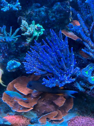 Sp Pink paars moeder koraal acropora zeeaquarium beschikbaar voor biedingen