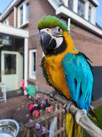 Knappe blauwgele ara, Dieren en Toebehoren, Vogels | Parkieten en Papegaaien, Mannelijk, Papegaai, Geringd