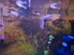 Mooie mannetjes guppies, Dieren en Toebehoren, Vis