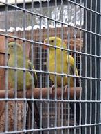 Koppel bergparkieten, Meerdere dieren, Parkiet