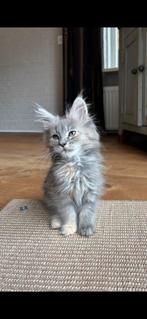 Lief en mooi Main Coon poesje, Dieren en Toebehoren, Katten en Kittens | Raskatten | Langhaar, Poes, Gechipt, 0 tot 2 jaar
