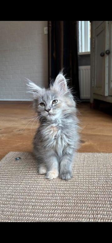 Lief en mooi Main Coon poesje beschikbaar voor biedingen