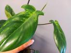 Philodendron Florida Beauty Variegated, Huis en Inrichting, Overige soorten, Minder dan 100 cm, Groene kamerplant, Halfschaduw