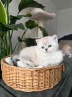 Britse korthaar kittens %100, Dieren en Toebehoren, Katten en Kittens | Overige Katten, Meerdere dieren, Kortharig, 0 tot 2 jaar