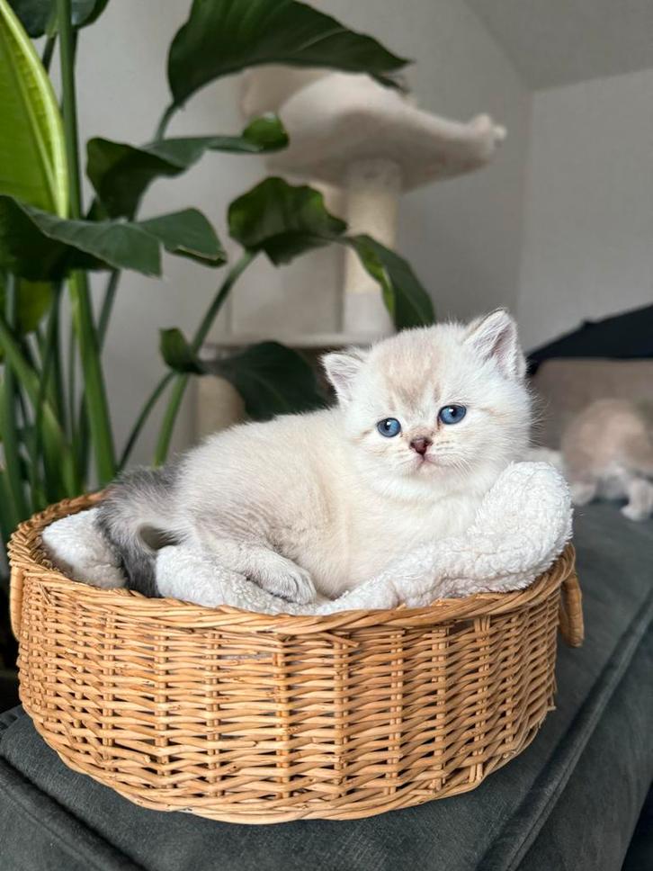 Britse korthaar kittens %100, Dieren en Toebehoren, Katten en Kittens | Overige Katten, Kortharig, Meerdere dieren, 0 tot 2 jaar