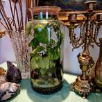 Terrarium met planten, Huis en Inrichting, Kamerplanten, Ophalen, Overige soorten, Halfschaduw, In pot