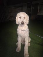 Milo zoekt een liefdevolle logeer adres, Dieren en Toebehoren, Overige Dieren, April, Mannelijk