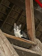 Kitten, Dieren en Toebehoren, Katten en Kittens | Overige Katten, Poes, 0 tot 2 jaar