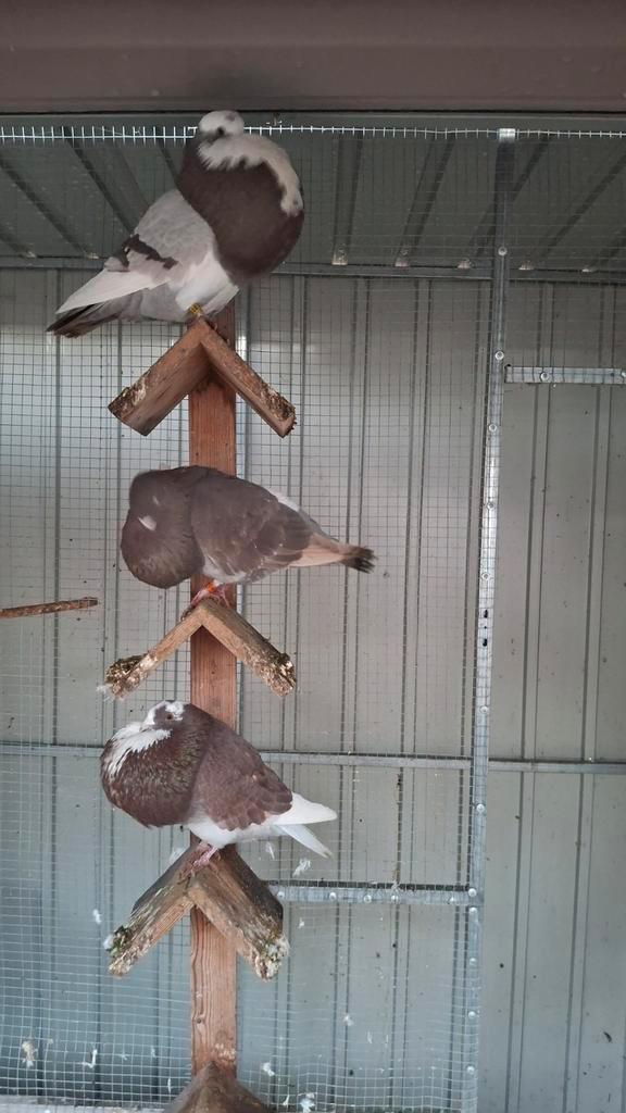 Til kroppers, Dieren en Toebehoren, Vogels | Duiven, Overige soorten, Meerdere dieren