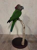 Nieuw geprepareerde Kraagpapegaai (kerstaanbieding €1250,-), Ophalen, Zo goed als nieuw, Vogel, Opgezet dier