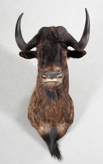 Jachttrofee Gnu, taxidermie beschikbaar voor biedingen