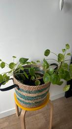 Grote, gezonde Pilea- pannenkoekplant met mand, Ophalen, Overige soorten, Minder dan 100 cm