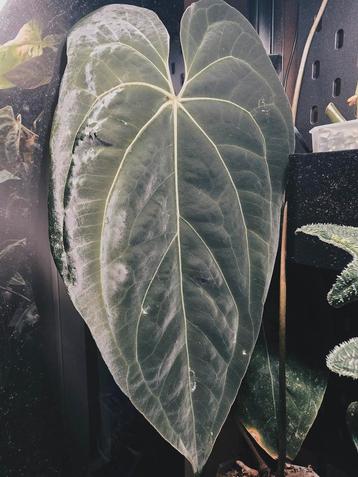 Zaden Anthurium Papillilaminum X SELF X Crystallinum beschikbaar voor biedingen