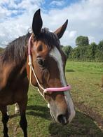 Verzorgpaard aangeboden!, Ophalen