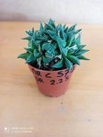 haworthia nummer C573 potmaat 5.5, Huis en Inrichting, Kamerplanten, Ophalen of Verzenden, Overige soorten, Minder dan 100 cm
