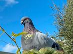 Balear kropper duivin, Dieren en Toebehoren, Vogels | Duiven, Vrouwelijk, Kropper