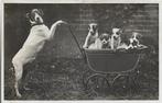 Hond met kinderwagen met 5 puppy's. Humor, Verzenden, 1920 tot 1940, Gelopen, Hond of Kat