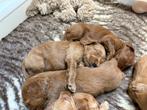 Australian Labradoodle pups met fleece vacht, 8 tot 15 weken, Meerdere, Meerdere dieren, Nederland