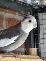 Te koop of ruilen goed bewezen koppeltje valkparkieten, Dieren en Toebehoren, Vogels | Parkieten en Papegaaien, Meerdere dieren