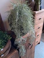 Lange en volle tak kunst asparagus €19,50 p.s., Huis en Inrichting, Woonaccessoires | Kunstplanten en Kunstbloemen, Ophalen of Verzenden
