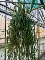 Epiphyllum Werckley Hangplant 1,5m, Huis en Inrichting, Ophalen, 100 tot 150 cm, Overige soorten, Halfschaduw