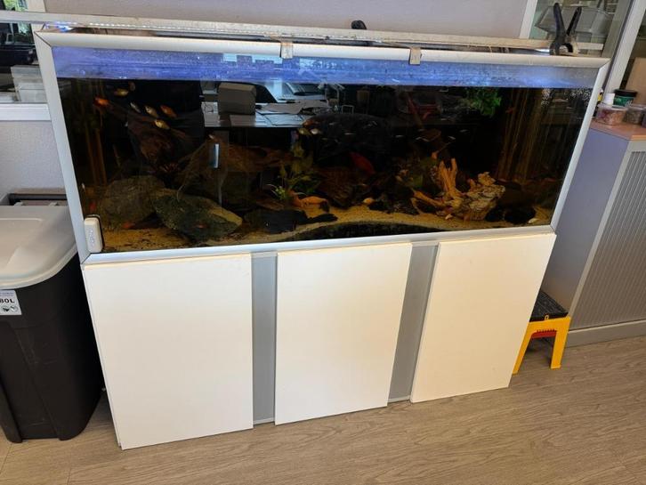 Aquarium 160cm met onderkast + toebehoren, vissen & inhoud, Dieren en Toebehoren, Vissen | Aquaria en Toebehoren, Gebruikt, Gevuld zoetwateraquarium