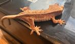 Wimpergecko rose/rode gecko met veel creme, Dieren en Toebehoren, Overige soorten, 0 tot 2 jaar