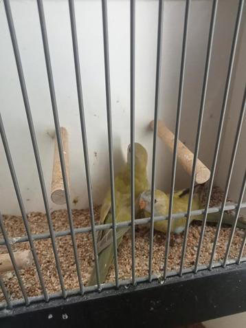 Koppel splendid parkiet cinnamon  beschikbaar voor biedingen
