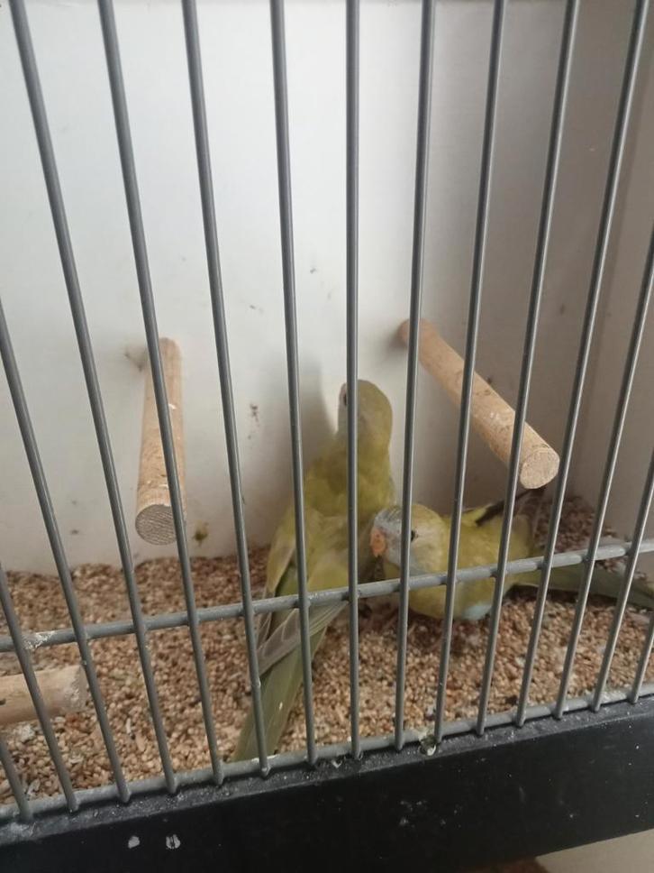 Koppel splendid parkiet cinnamon, Dieren en Toebehoren, Vogels | Parkieten en Papegaaien, Parkiet, Meerdere dieren