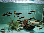 Gold dust molly, mollie, mollies, molly's, poecilia sphenops, Vis, Zoetwatervis