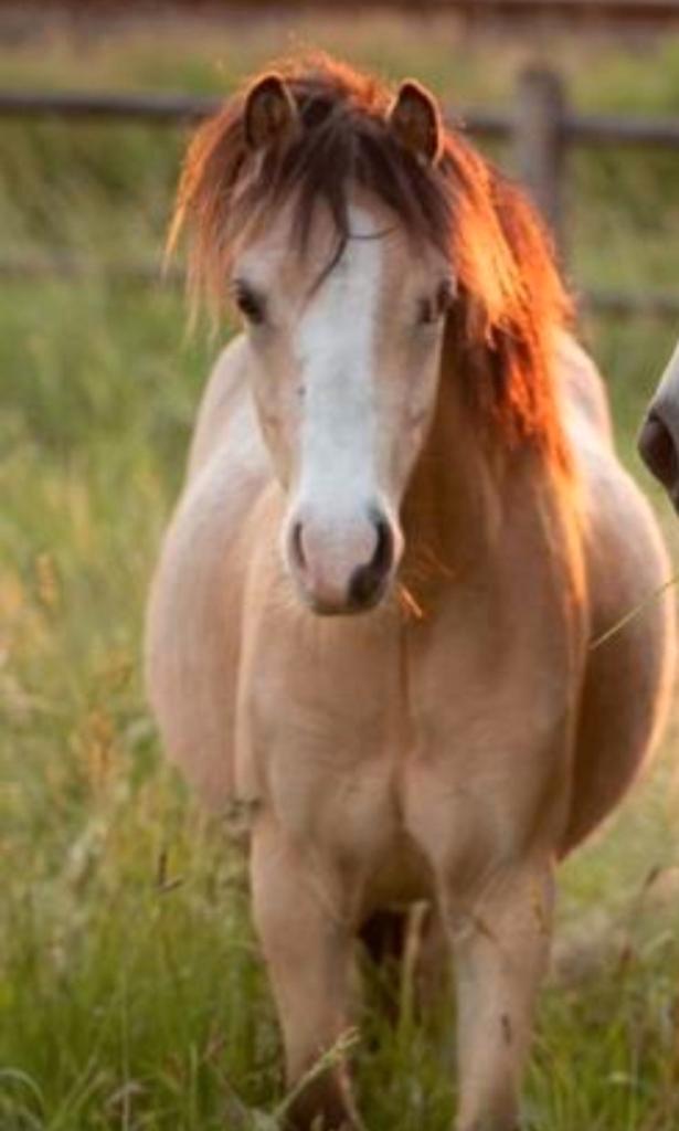 Bijrijder- leaser gezocht, Dieren en Toebehoren, Paarden en Pony's | Overige Paardenspullen, Overige soorten, Ophalen of Verzenden