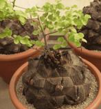 dioscorea elephantypes caudex succulent olifantsvoet stronk, Verzenden, Overige soorten, Halfschaduw, Minder dan 100 cm
