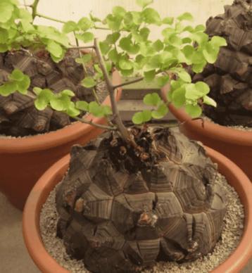 dioscorea elephantypes caudex succulent olifantsvoet stronk  beschikbaar voor biedingen