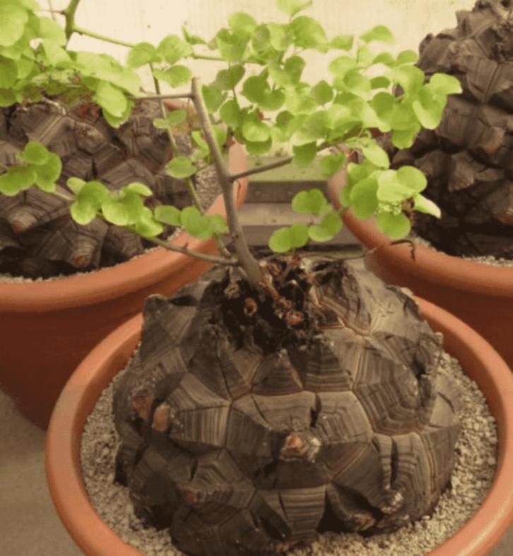 dioscorea elephantypes caudex succulent olifantsvoet stronk, Huis en Inrichting, Kamerplanten, Overige soorten, Minder dan 100 cm