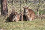 Parma wallaby man, Dieren en Toebehoren, Overige Dieren, Mannelijk