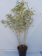 Bamboe ( Fargesia murieliae), Vaste plant, Bloeit niet, Halfschaduw, Ophalen
