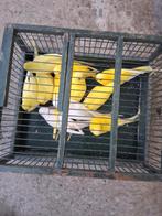 GRASPARKIETEN, Dieren en Toebehoren, Vogels | Parkieten en Papegaaien, Meerdere dieren, Parkiet