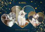 😻 Prachtige Ragdoll kittens 😻 Lilac Mink & Lilac Point ✨, Dieren en Toebehoren, Katten en Kittens | Raskatten | Langhaar, Meerdere dieren