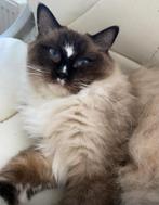 Ragdoll poes, Dieren en Toebehoren, Katten en Kittens | Overige Katten, Poes, Langharig, 0 tot 2 jaar
