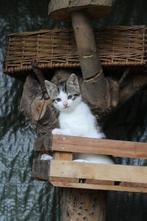 kittens, Dieren en Toebehoren, Poes, Kortharig, 0 tot 2 jaar
