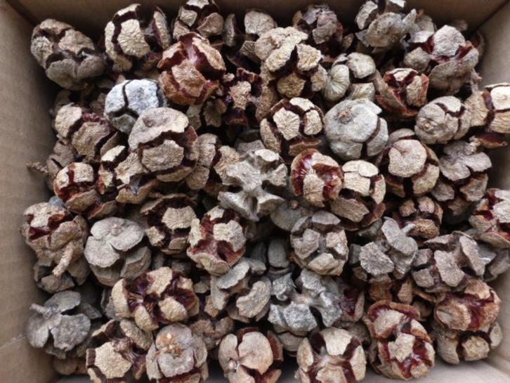 2x 150 super mooie middel open boomvruchten/dennenappels (A), Hobby en Vrije tijd, Knutselen, Nieuw, Ophalen of Verzenden